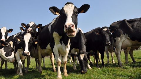 Comment réduire l'émission de méthane des vaches laitières ? (©Terre-net Média) Comment réduire l'émission de méthane des vaches laitières ? (©Terre-net Média)