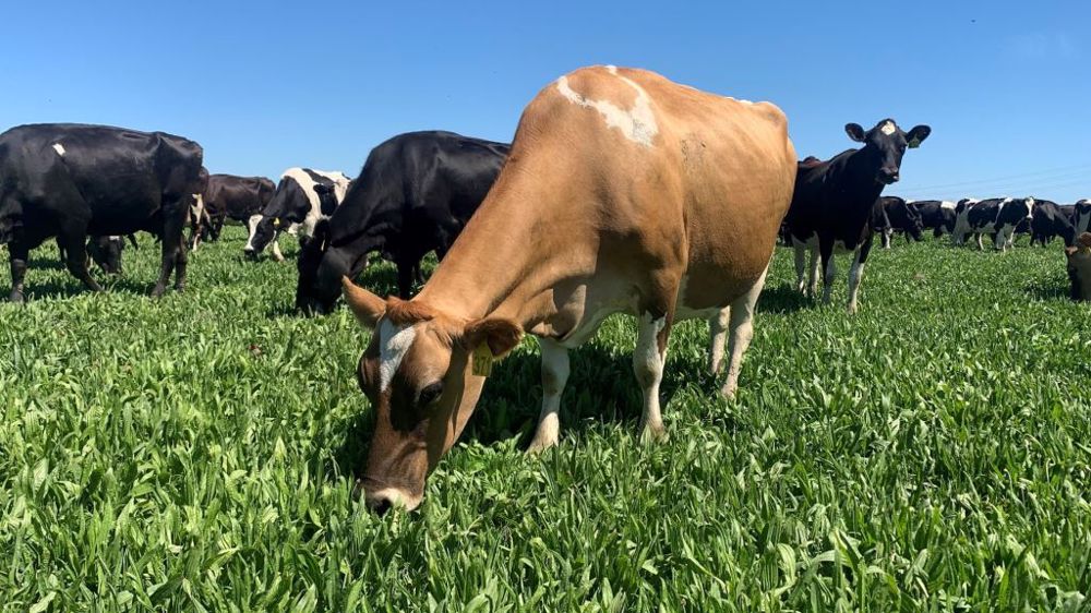 Les plantes à tanins peuvent présenter un mauvais goût pour les vaches au premier abord, elles seront donc boudées. Mais ces dernières peuvent revenir sur leur avis selon leurs besoins. (©Terre-net Média)<span style="font-size: 14px; text-align: justify; color: #000000;"> 