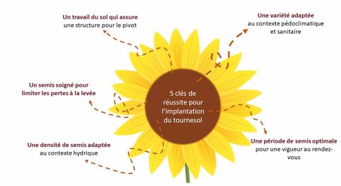 Cinq clés de l'implantation du colza