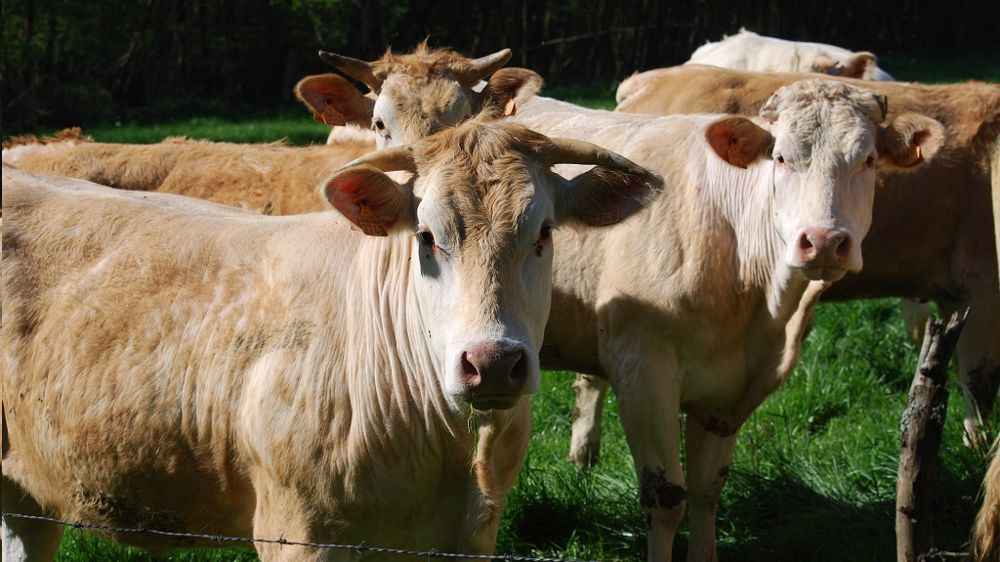 Peser les animaux permet d'estimer leur potentiel de croissance, et d'adapter au mieux la ration de finition. (© Pixabay)