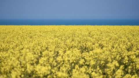 La guerre en Ukraine et la possibilité de sanctions économiques sur le secteur de l'énergie poussent à la hausse les cours du complexe oléagineux (©Pixabay) La guerre en Ukraine et la possibilité de sanctions économiques sur le secteur de l'énergie poussent à la hausse les cours du complexe oléagineux (©Pixabay)