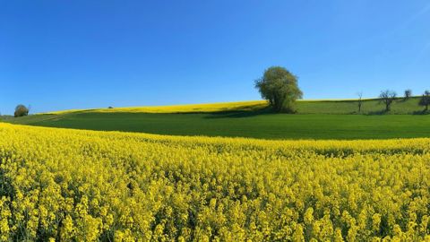 Vers 14h00, le colza Euronext à terme mai 2022 progressait de 8,5 €/t, à 1 003 €/t. (©Pixabay) Vers 14h00, le colza Euronext à terme mai 2022 progressait de 8,5 €/t, à 1 003 €/t. (©Pixabay)