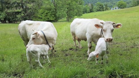 La FNB met en avant trois priorités urgentes pour sauver le secteur de la viande bovine. (©Terre-net Média) La FNB met en avant trois priorités urgentes pour sauver le secteur de la viande bovine. (©Terre-net Média)