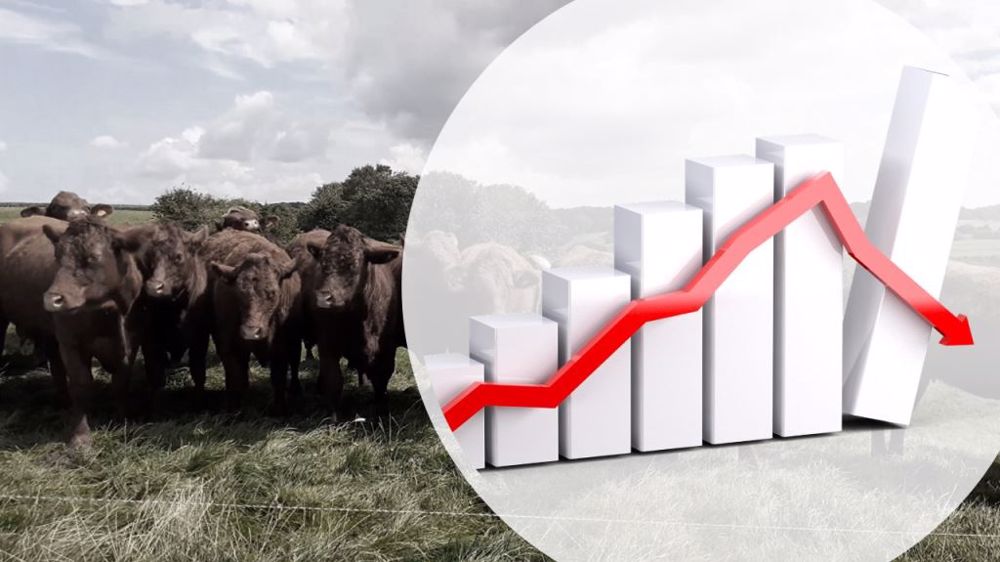 La France présente une très grande diversité raciale, avec 11 races laitières, 15 races allaitantes et 11 races à petits effectifs. (©Pixabay)