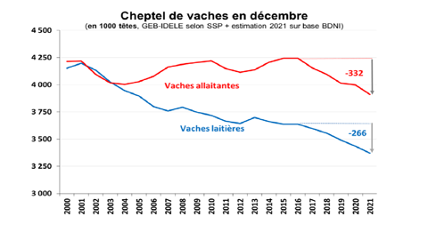 Décapitalisation du cheptel bovin français