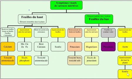 Symptômes visuels de carences nutritives