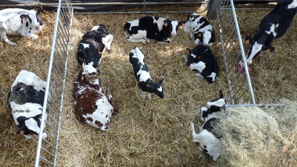 En élevage laitier, l'atelier génisses est un investissement qu'il faut rentabiliser. (©Terre-net Média)