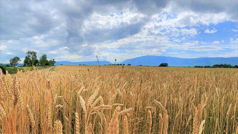 L'initiative Farm a pour objectif de limiter les conséquences de la guerre en Ukraine, l'un des "grenier à blé" du monde, sur la sécurité alimentaire (©Pixabay) L'initiative Farm a pour objectif de limiter les conséquences de la guerre en Ukraine, l'un des "grenier à blé" du monde, sur la sécurité alimentaire (©Pixabay)