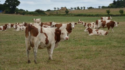 Dominantes, meneuses ou soumises : où se situent vos vaches ? Dominantes, meneuses ou soumises : où se situent vos vaches ?
