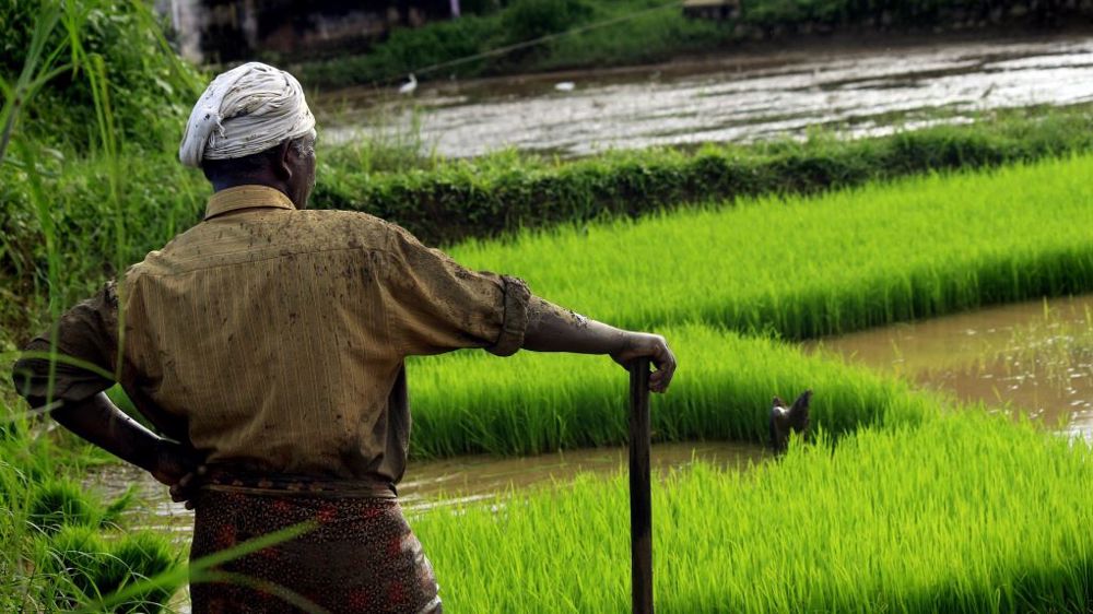 Sur 2021/22, l'Inde devrait rester le premier exportateur mondial de riz. (©Pixabay)