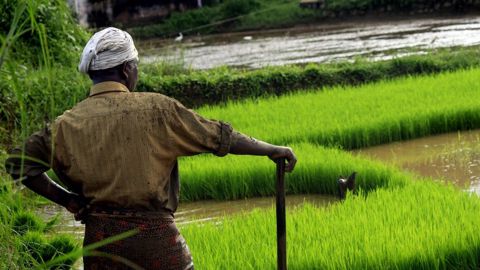 Sur 2021/22, l'Inde devrait rester le premier exportateur mondial de riz. (©Pixabay) Sur 2021/22, l'Inde devrait rester le premier exportateur mondial de riz. (©Pixabay)