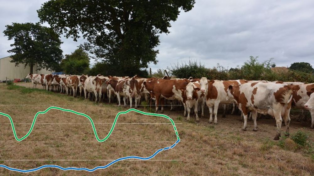 Si le prix du lait conventionnel augmente, le marché du lait bio demeure déprimé et les courbes de prix se rejoignent. (©Terre-net Média)