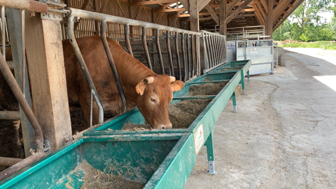 Diminuer la fréquence de distribution n'a pas d'impact sur le GMQ à l'engraissement. (©Terre-net media) Diminuer la fréquence de distribution n'a pas d'impact sur le GMQ à l'engraissement. (©Terre-net media)