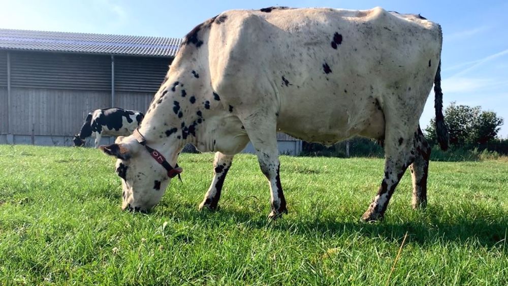 L'objectif, c'est de faire durer les prairies dans le temps et les rendre plus pérennes pour faire face aux aléas climatiques. (©Terre-net Média)