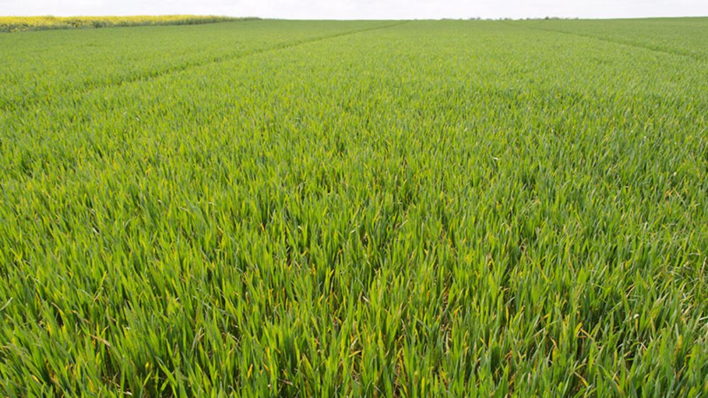 L’absence de pluies significatives depuis deux semaines fait progressivement rentrer en stress les céréales d’hiver dans les parcelles les plus superficielles. (©Arvalis-Institut du végétal)