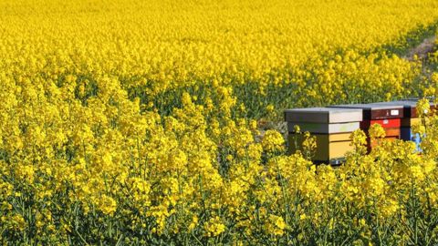 La présence de ruches aux abords des colzas profite aux abeilles comme à la culture. (©Skitterphoto) La présence de ruches aux abords des colzas profite aux abeilles comme à la culture. (©Skitterphoto)