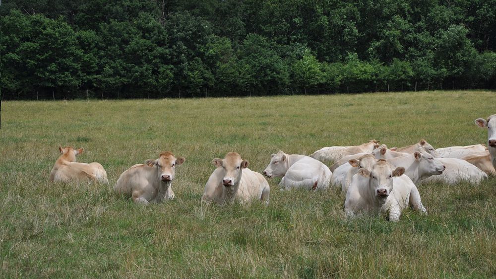 L'éradication progressive de la BVD en France rend la vaccination moins profitable dans certains bassins de production. (©Terre-net media)
