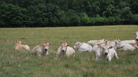 L'éradication progressive de la BVD en France rend la vaccination moins profitable dans certains bassins de production. (©Terre-net media)