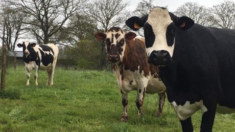 Du stock d'herbe sur pied pour pallier le trou de l'été Du stock d'herbe sur pied pour pallier le trou de l'été