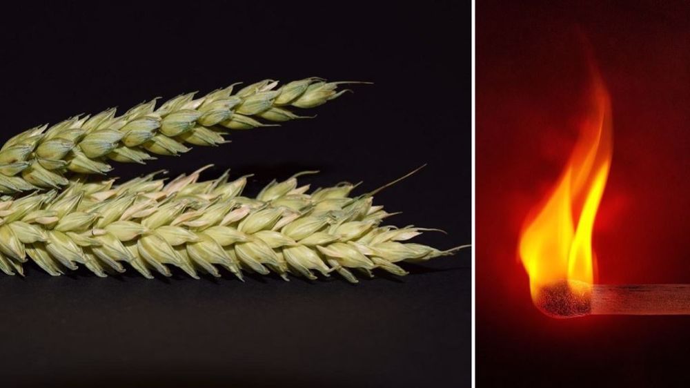 Belle flambée du blé sur Euronext aujourd'hui, de 15,25 €/t à 426 €/t. (©Pixabey // Création Terre-net Média)