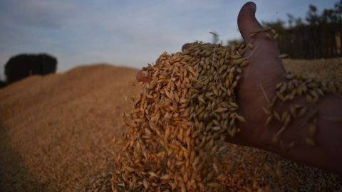 Les agriculteurs auront trois semaines pour soumettre leurs demandes d'aides sur la plateforme FranceAgriMer. (©Antoine Peucelle) Les agriculteurs auront trois semaines pour soumettre leurs demandes d'aides sur la plateforme FranceAgriMer. (©Antoine Peucelle)