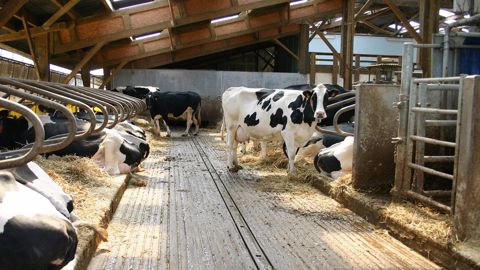 En plus de libérer du temps pour l'éleveur, l'automatisation des systèmes de raclage permet d'améliorer l'ambiance au sein du bâtiment ainsi que les performances des animaux. (©Pixabay) En plus de libérer du temps pour l'éleveur, l'automatisation des systèmes de raclage permet d'améliorer l'ambiance au sein du bâtiment ainsi que les performances des animaux. (©Pixabay)