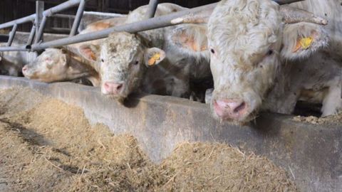 « Si les coûts de production augmentent de 50 %, le prix de la viande grimpe de 30 % », explique Jean-Paul Simier. (©Terre-net Média) « Si les coûts de production augmentent de 50 %, le prix de la viande grimpe de 30 % », explique Jean-Paul Simier. (©Terre-net Média)