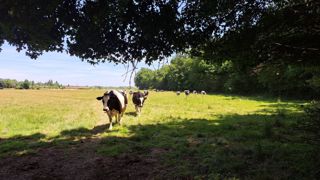 Il va manquer d'herbe chez 72 % des éleveurs Il va manquer d'herbe chez 72 % des éleveurs