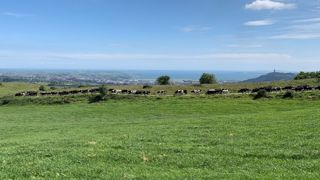 250 vaches Frisonnes NZ et Kiwis en vêlages de printemps 250 vaches Frisonnes NZ et Kiwis en vêlages de printemps