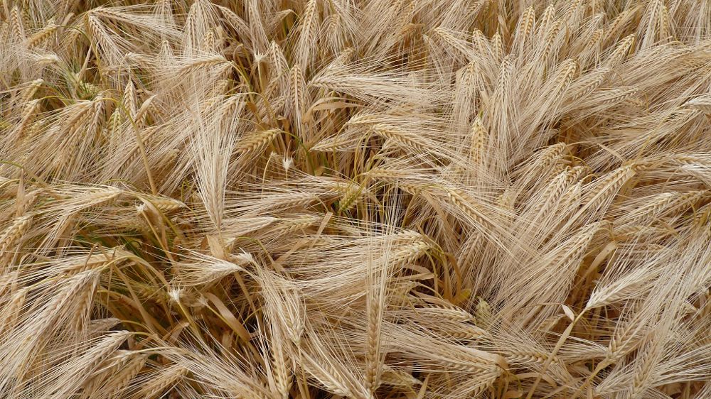De 5 000 tonnes d'orge pour sa première cuvée - soit 20 % de la production de la 1664 - Kronenbourg veut monter en puissance pour couvrir 100 % de son approvisionnement en 2026. (©Terre-net Média)