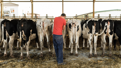 L'objectif d'un veau/vache/an ne veut pas dire élever plus de génisses que nécessaire ! (©Adobe stock) L'objectif d'un veau/vache/an ne veut pas dire élever plus de génisses que nécessaire ! (©Adobe stock)