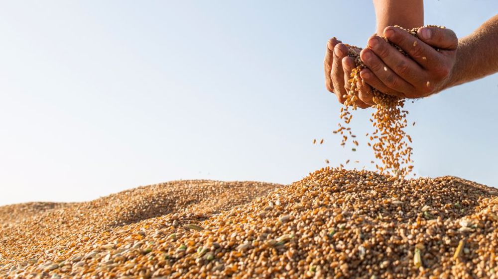 Pour répondre au défi d'éradication de la famine d'ici à 2030 et aux objectifs de l'Accord de Paris sur le climat, il faudra augmenter le rendement des récoltes de 24 % d'ici à 2031 (©AdobeStock)
