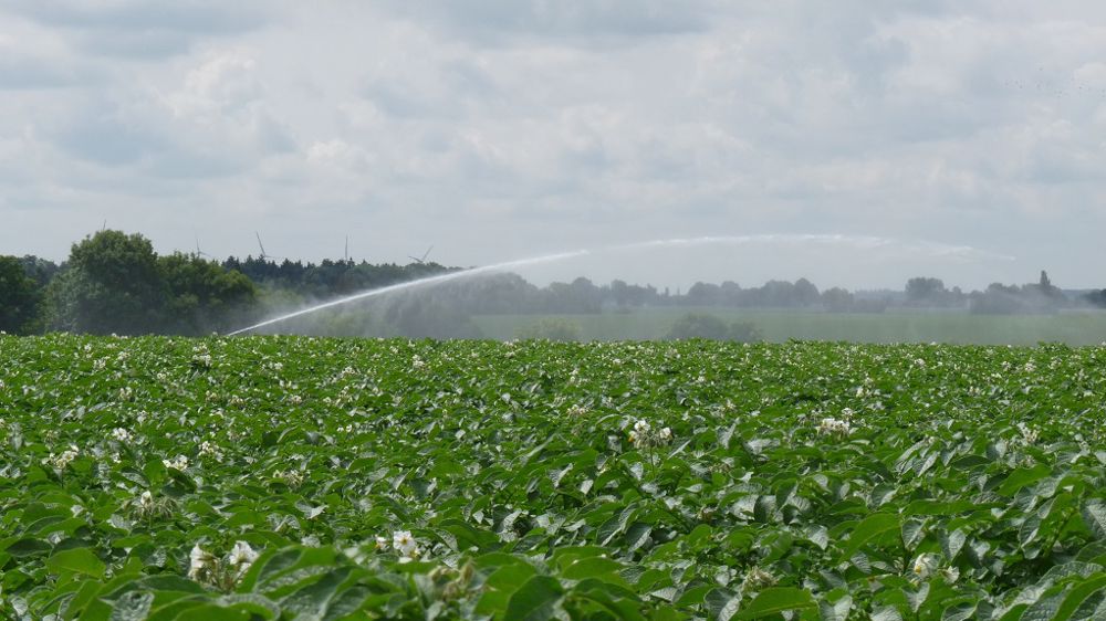 Selon les dernières estimations, la superficie totale de pommes de terre du NEPG atteindrait les 507 300 ha en 2022. (©Terre-net Média)