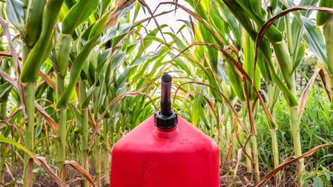 La production mondiale de biocarburants a été multipliée par neuf entre 2000 et 2020 (©AdobeStock)