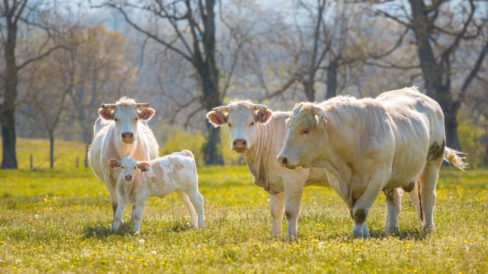 Le retrait des abattages crée un déficit d'offre d'animaux, qui explique la hausse des cours. (©AdobeStock)