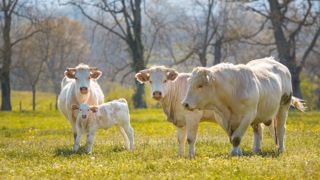 Le retrait des abattages crée un déficit d'offre d'animaux, qui explique la hausse des cours. (©AdobeStock) Le retrait des abattages crée un déficit d'offre d'animaux, qui explique la hausse des cours. (©AdobeStock)
