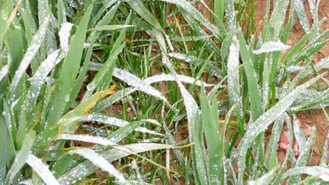 Prairie multi-espèces sous couvert d'avoine d'hiver. (©Chambre d'agriculture) Prairie multi-espèces sous couvert d'avoine d'hiver. (©Chambre d'agriculture)