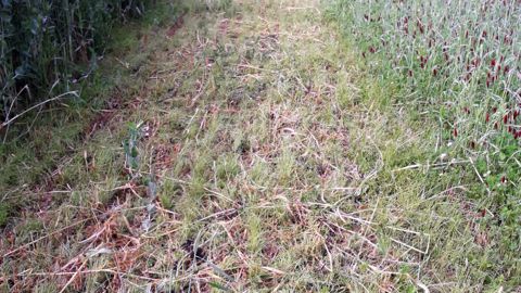 Prairie qui redémarre après récolte