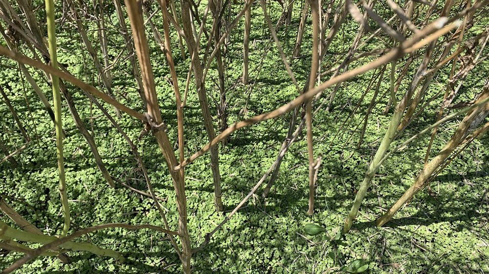Dans un premier temps, il faut laisser germer le maximum de graines présentes au sol avant toute opération de travail du sol, indiquent les équipes de Terres Inovia. (©Stéphane Olivier/Twitter)