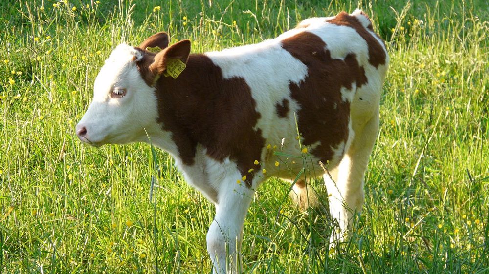 Au vu des statistiques observées, l'IA sexée permet d'obtenir le sexe souhaité dans 9 cas sur 10 (© Pixabay)