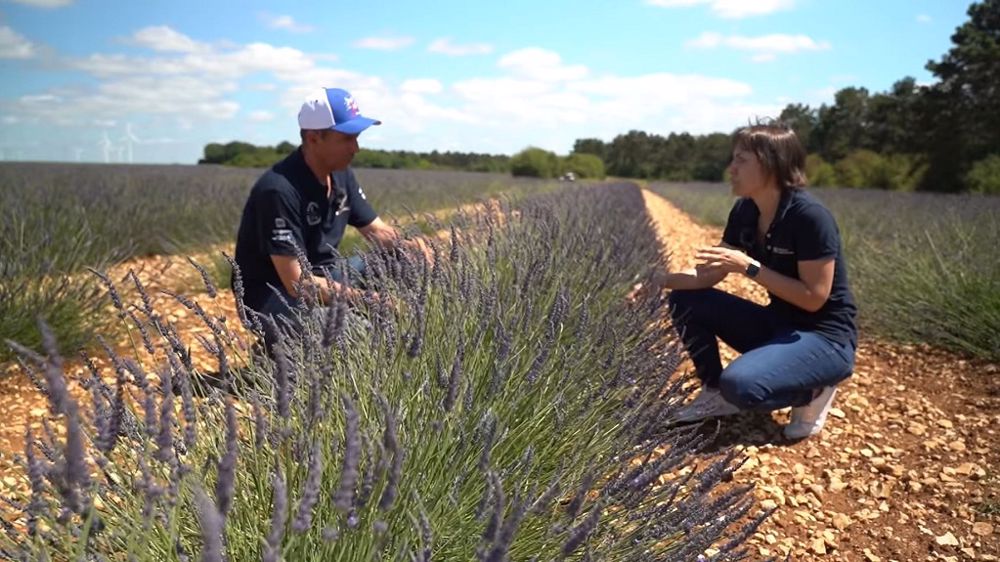 La gestion des adventices est le point d'attention majeur pour la culture du lavandin. (©Capture AgriTechTV/Youtube)