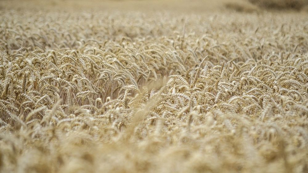 La situation en mer Noire apporte toujours autant d’incertitudes dans le marché. (©Pixabay)
