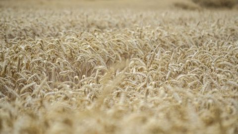 La situation en mer Noire apporte toujours autant d’incertitudes dans le marché. (©Pixabay)