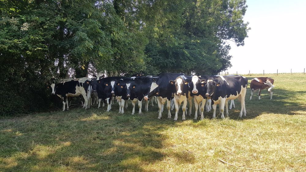 Dans les prairies, l'herbe ne pousse plus obligeant les éleveurs à complémenter leurs animaux. (©Terre-net Média)