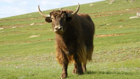 Le Yack est l'animal national en Mongolie. (©Pixabay) Le Yack est l'animal national en Mongolie. (©Pixabay)