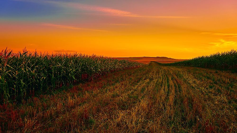 Le climat sec et chaud réduit rapidement les potentiels en France. (©Pixabay)