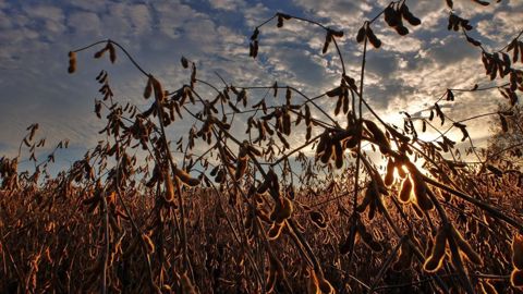 Pour le CIC, la production mondiale de soja pour 2022/23 s'élèverait à 389 Mt. (©Pixabay) Pour le CIC, la production mondiale de soja pour 2022/23 s'élèverait à 389 Mt. (©Pixabay)
