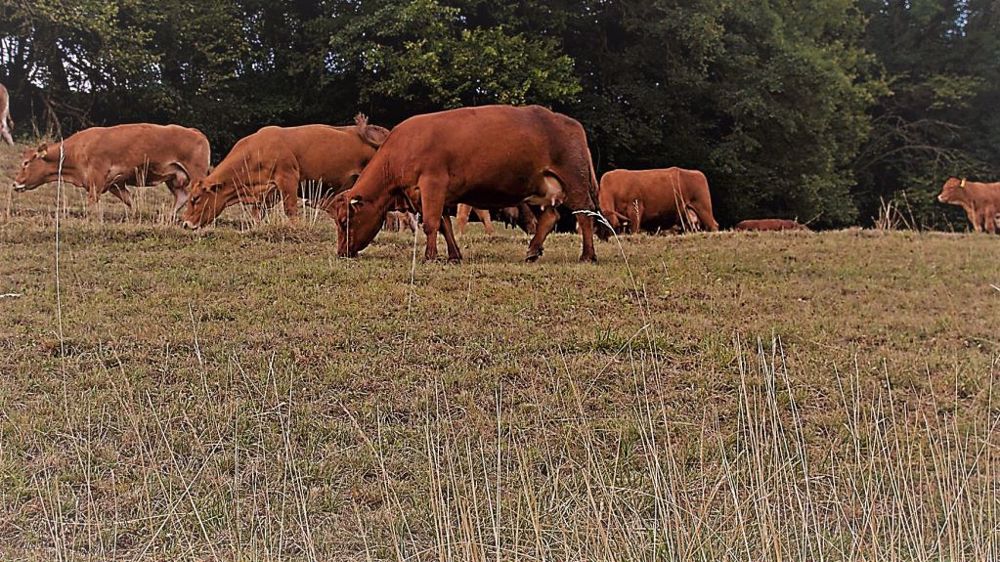 La sécheresse en cours place les éleveurs de ruminants en "état d'urgence absolue", alertent les syndicats (©Pixabay)
