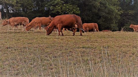 La sécheresse en cours place les éleveurs de ruminants en "état d'urgence absolue", alertent les syndicats (©Pixabay) La sécheresse en cours place les éleveurs de ruminants en "état d'urgence absolue", alertent les syndicats (©Pixabay)