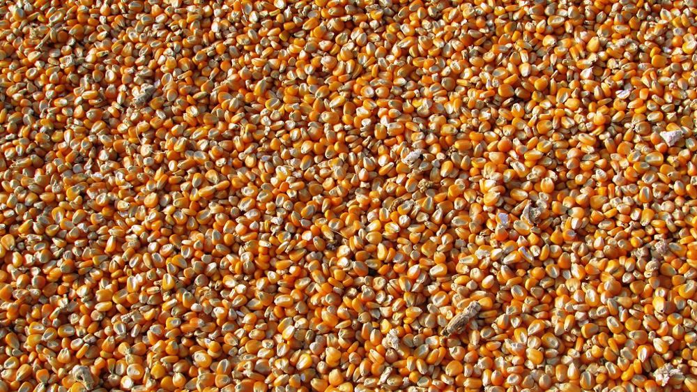 Le ProFarmer Tour a révélé tout au long de la semaine des potentiels de rendements en maïs nettement inférieurs à l’an dernier dans de nombreux États. (©Pixabay)